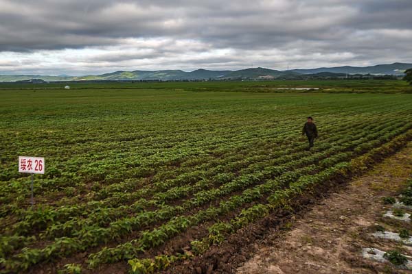 政策與科技齊發(fā)力 破解大豆擴產難——吉林多地擴種大豆見聞